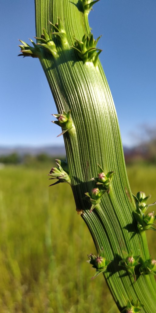 The thickened stalk of a flowering plant, resembling a lasagna noodle, with flower buds emerging from itself.
