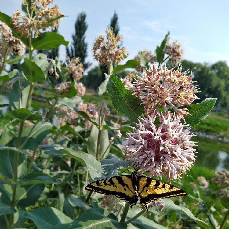 A swallowtail butterfly, yellow with black stripes and pointy wings, alights on a drooping showy milkweed flower beside the Okanagan river channel.