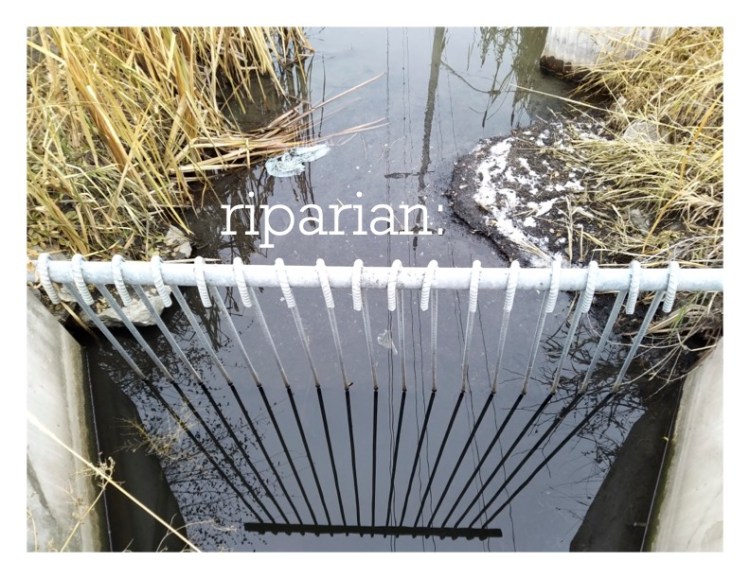 White text over an image of a concrete waterway with a white steel grate. Yellow grasses and snow cover the banks of the waterway.