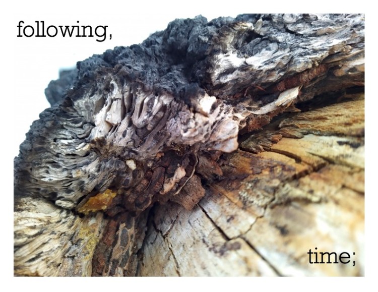 Black text over an image of decaying wood with fungus growing over it. The text reads following time.