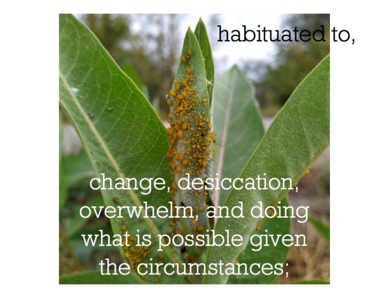 Black and white text over an image of a green plant covered in orange growths. The text reads habituated to, change desiccation, overwhelm, and doing what is possible given the circumstances