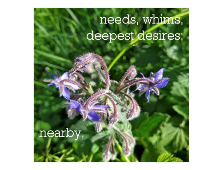White text over an image of a purple wildflower surrounded by lush greenery. The text reads needs, whims, deepest desires; nearby