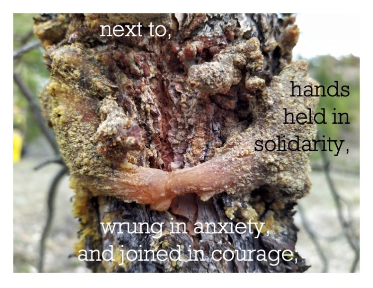 Black and white text over an image of tree trunk that is growing around/through a fence. Years of sap are collecting around the tree trunk. The text reads next to, hands held in solidarity, wrung in anxiety, and joined in courage.