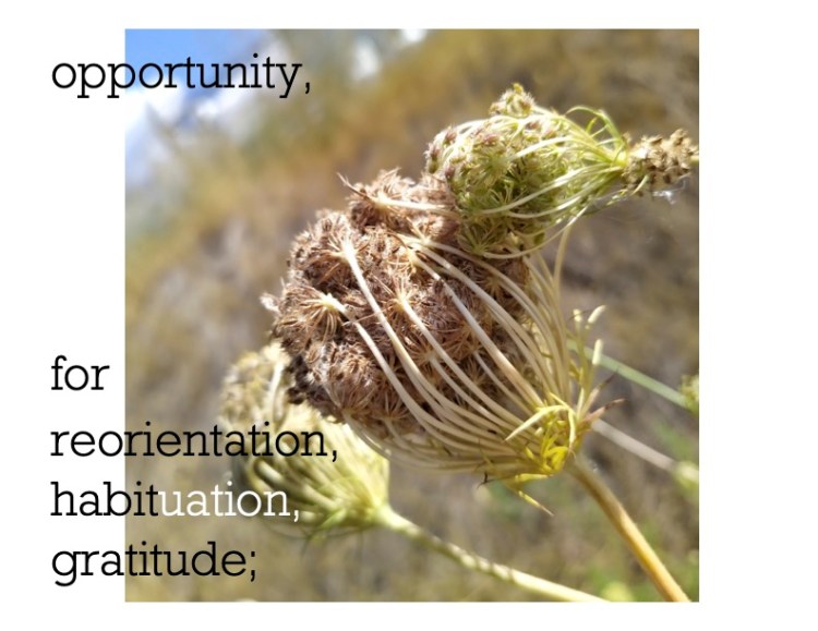 Black text over an image of plants sticking together and releasing their seed pods. The text reads opportunity for reorientation, habituation, gratitude.