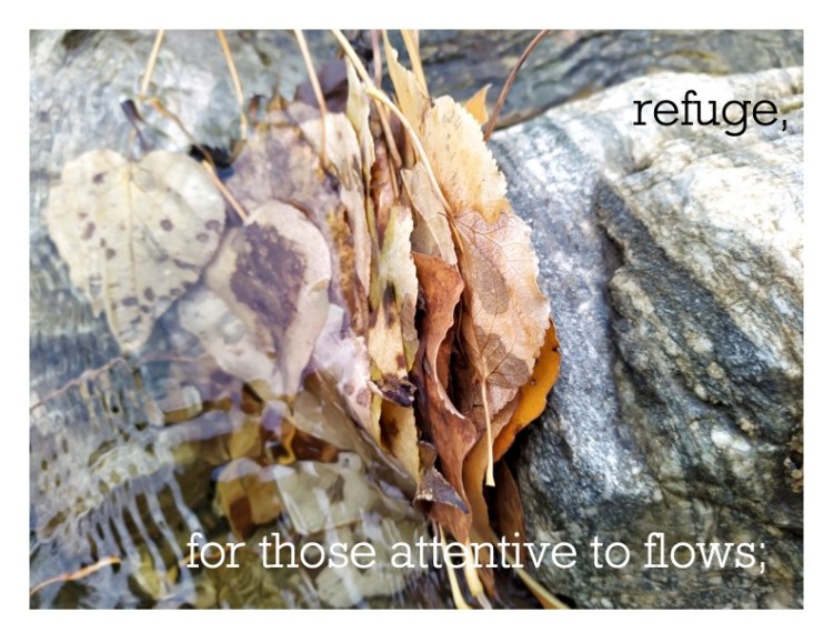 Black and white text over an image of brown leaves on the edge of a waterway. The water has pushed the leaves into a rock so that they make a stack. The text reads refuge, for those attentive to flows;