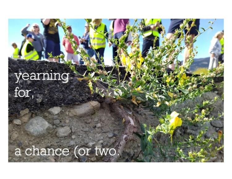 White text over an image of a plant growing between the asphalt and dirt. There is a group of people looking at the landscapein the distance