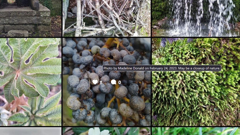 A screenshot of an Instagram feed with photos of water falling, palm fruit, moss, leaves, old stone fire places, and piles of branches. Hover text appears for one image reading "Photo by Madeline Donald on February 24, 2023. May be a closeup of nature."
